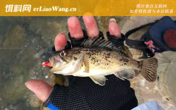 钓石斑鱼:钓法技巧