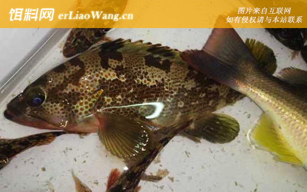 石斑鱼:分布范围