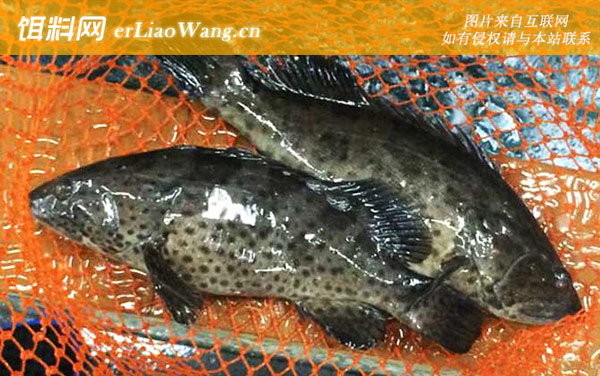 石斑鱼:代表物种