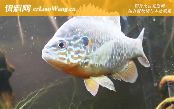 太阳鱼:分布范围