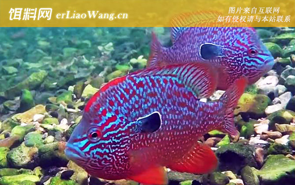 太阳鱼:生活习性