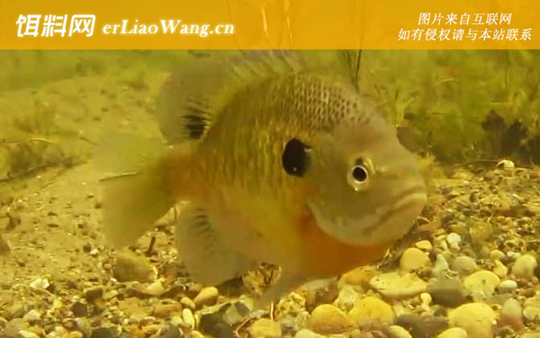 太阳鱼什么鱼-代表物种