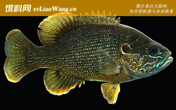 杂交太阳鱼:绿太阳鱼