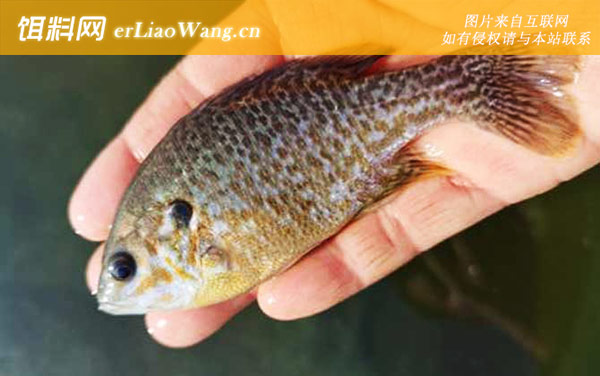 红胸太阳鱼:杂交太阳鱼