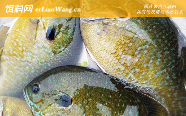 橙点太阳鱼:橙点太阳鱼