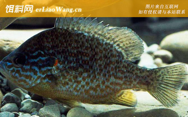 绿太阳鱼:生活习性