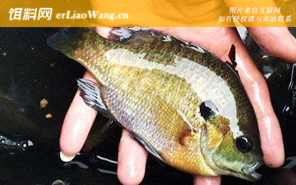 太阳鱼:生活习性