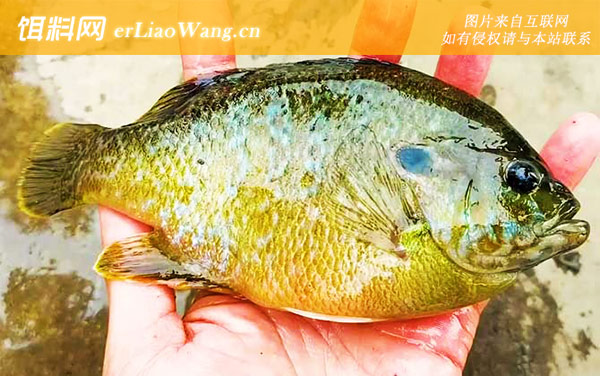 太阳鱼:代表物种