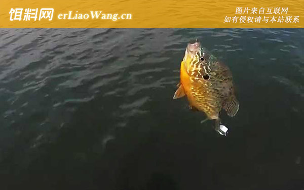 太阳鱼:产地分布