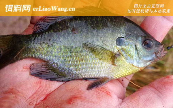 太阳鱼:食用价值