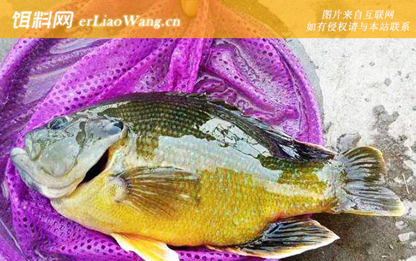 太阳鱼:生活习性