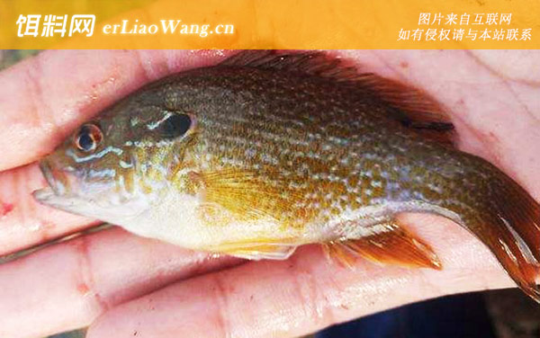 太阳鱼:生活习性