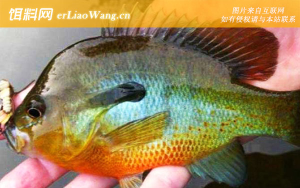 太阳鱼:栖息环境