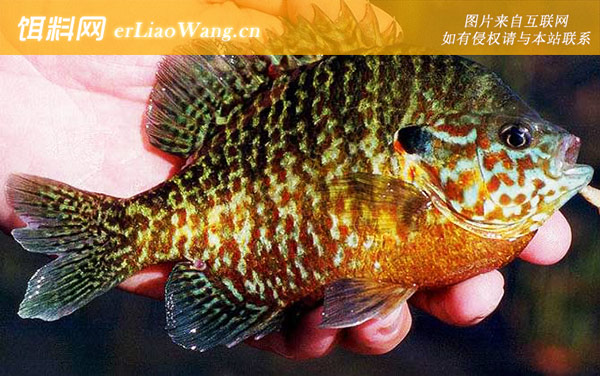 太阳鱼:代表物种