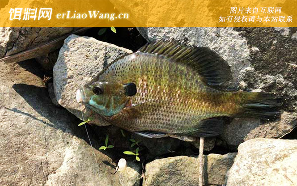 太阳鱼:摄食习性