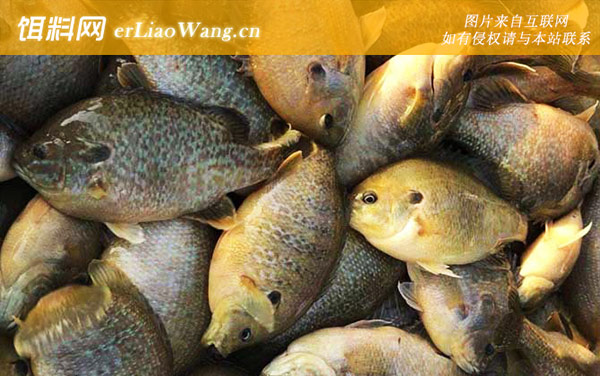 太阳鱼:摄食习性