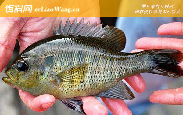 太阳鱼:代表物种