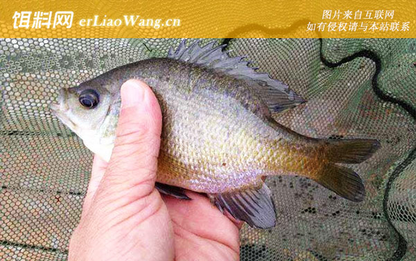 太阳鱼:栖息环境