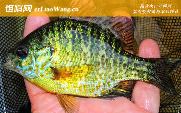 太阳鱼:摄食习性