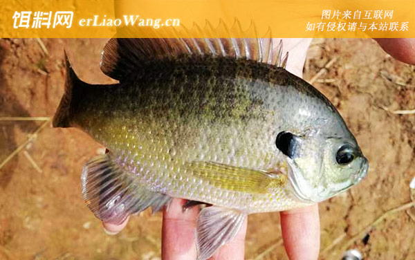 钓太阳鱼:商品饵料