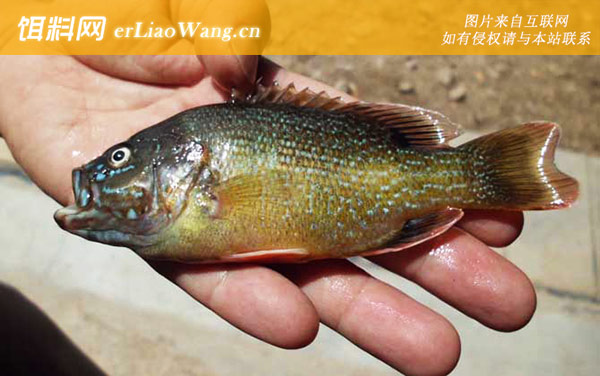 钓太阳鱼用什么饵最好-路亚拟饵