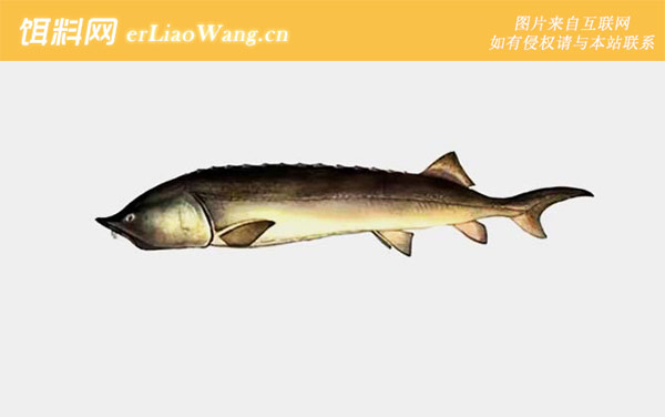库页岛鲟:达氏鳇