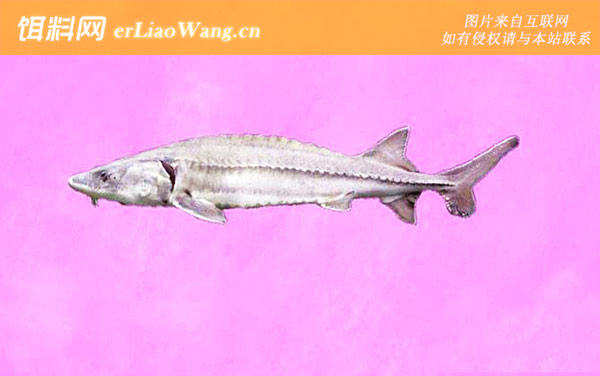 达氏鲟:库页岛鲟