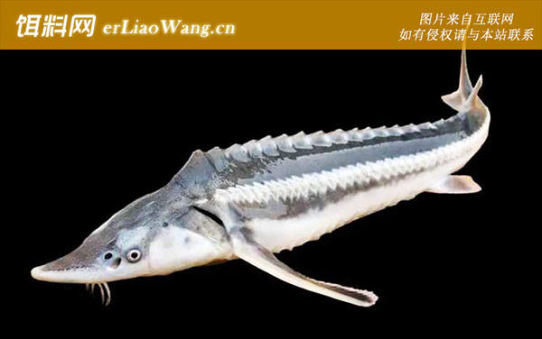 西伯利亚鲟:裸腹鲟