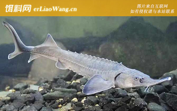 欧洲鳇:西伯利亚鲟