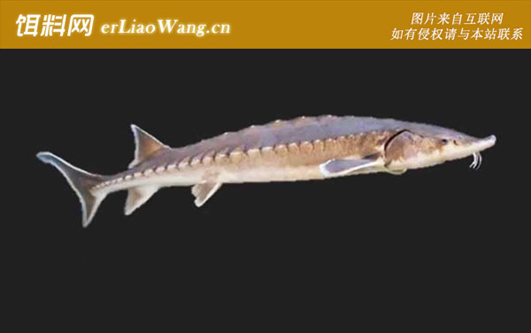 长吻鲟:欧洲鳇