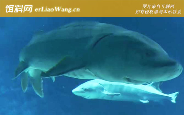 人工养殖鲟鱼多少钱一斤-营养价值