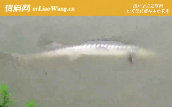 钓鲟鱼:钓具搭配