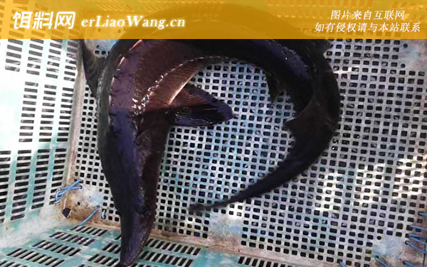 钓鲟鱼:作钓技巧