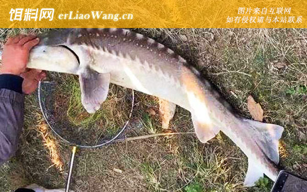 钓鲟鱼:钓具搭配