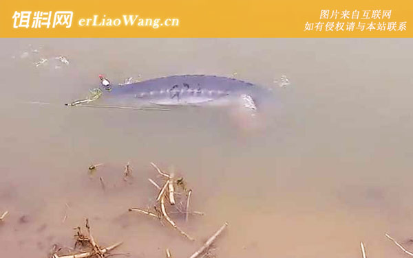 钓鲟鱼:作钓技巧