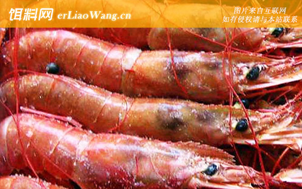 阿根廷红虾:分布范围