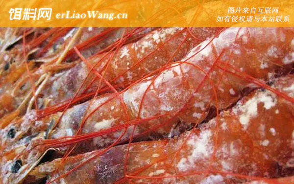 阿根廷红虾:生活习性