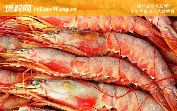 阿根廷红虾:食用价值