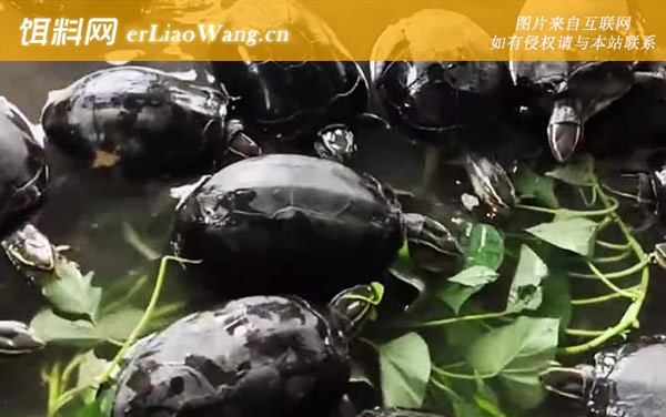 安布闭壳龟:分布范围