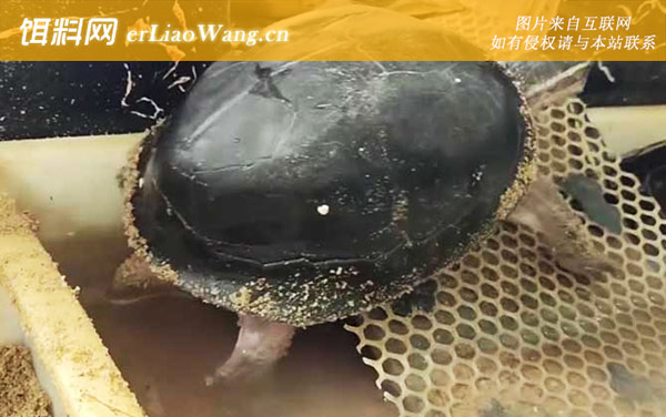 安布闭壳龟:保护级别