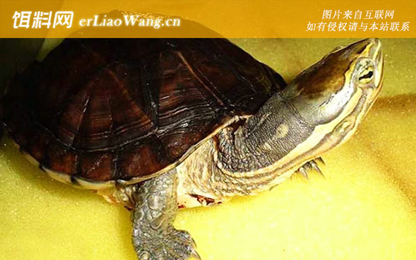 安南龟:保护级别