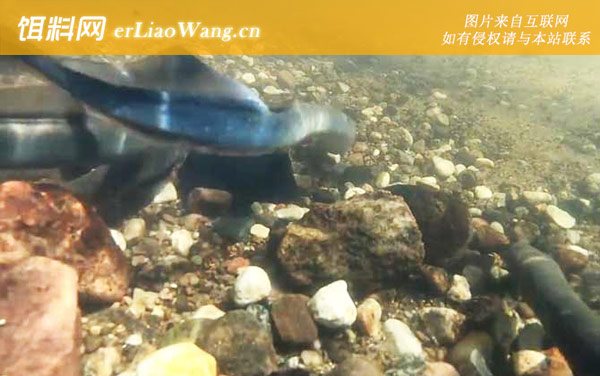 八目鳗:种类划分