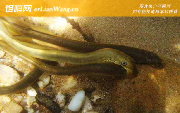 八目鳗:生活习性