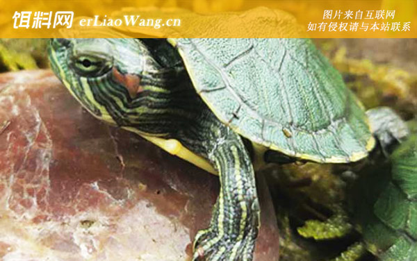 巴西彩龟:分布范围