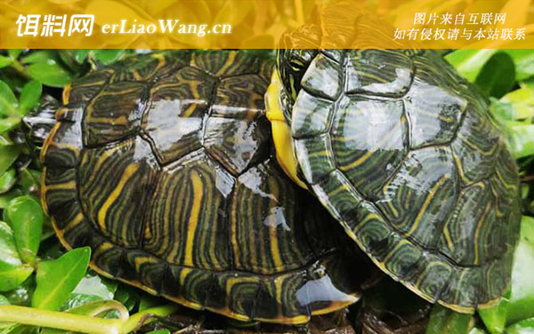 巴西彩龟:生态危害