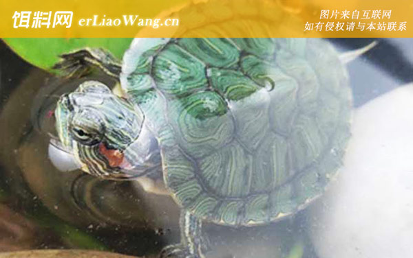 巴西彩龟:生活习性