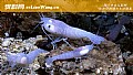 《白色盲虾是什么虾？》封面图