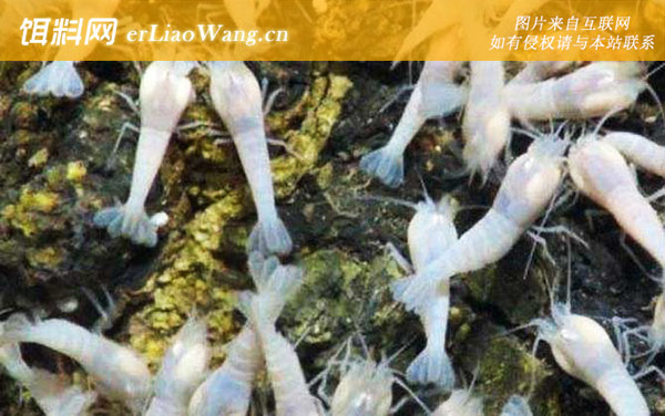 白色盲虾:食用价值