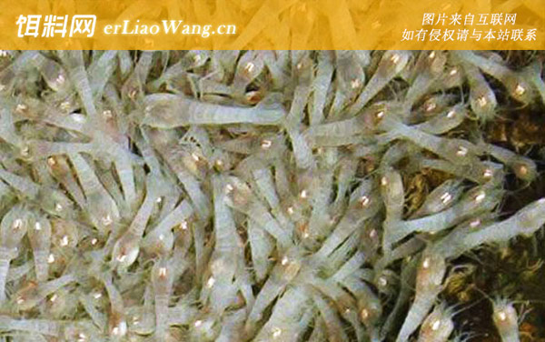 白色盲虾:科研价值