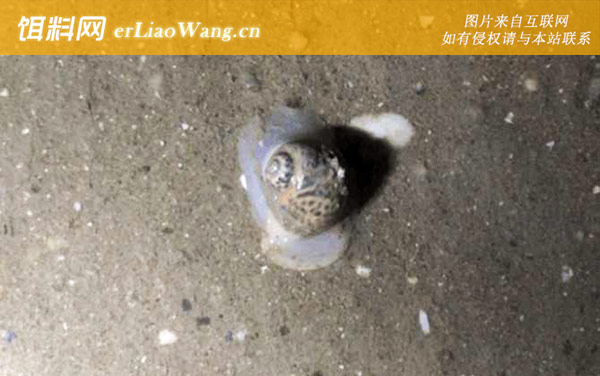 斑玉螺:生活习性